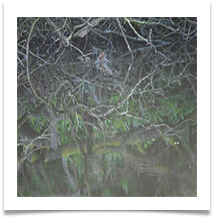 Diving Kingfisher - Chris Beesley